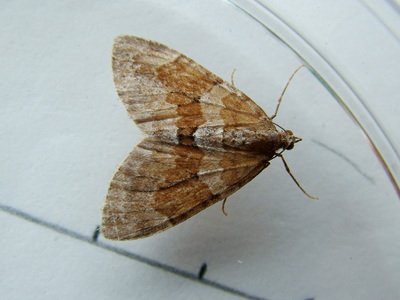 Grey Pine Carpet